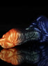 Hawksbill Orange Green Blue Dildo Animal Dildo